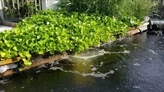 Water hyacinth and reeds make the best organic water filter