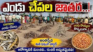 Antarvedi fish landing center//Dry fish and prawn