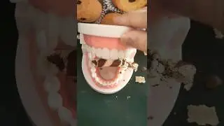 Hungry Teeth Eats Chocolate Wafer #shortsvideo #funshorts #teeth #crushingit #hungryteeth