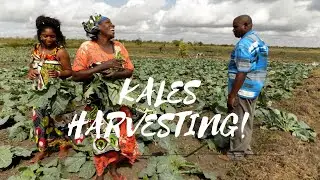 Irrigation Farming In Kwale County (Kales Harvesting)