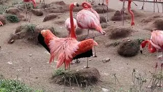 Bird Bird
