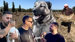 AT GİBİ KÖPEK !!! BENİM  HİÇ KAZIM OLMADI DEDİ KAZ HEDİYE ETTİK / MEŞHUR AFYON PATATESİ TARLASI