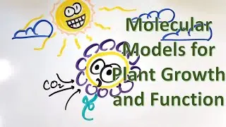 Molecular Models for Plant Growth and Function (4.1 - 4.4 & 5.1 - 5.3)