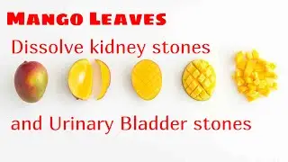 Mango Leaves dissolve  kidney stones and Urinary Bladder stones