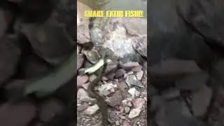 SNAKE EATS FISH!!