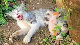 Worried Mother Cat Soon Realizes Her Kittens Are Safe With Us