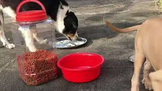 The dog is sick and sad episode 598 By Dog Food TV