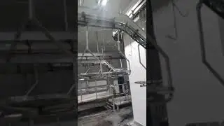 sheep slaughter OFFAL'S line