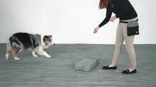 Propel Air Platform For Dogs