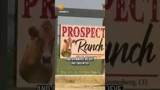 Investigation underway after 6 men found dead at Colorado dairy farm #shorts