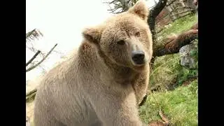 Those 3 bears #shortstory #ruskinbond #englishshortstories
