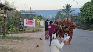 ใส่บาตรทำบุญก่อนกลับจำปาดง