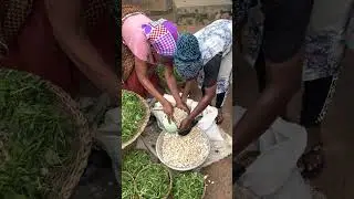 Selling Baobab In The Market