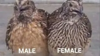 From Cage Upgrade To Quail Sexing-Easy Homestead How-To!￼