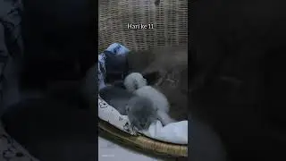 hari ke11