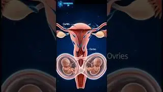 The System That Creates Life 🤯 | Female Reproductive Anatomy in 3D Animation #education #anatomy