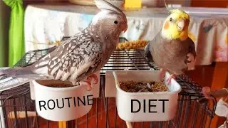 Cockatiel Morning Routine Plus Diet