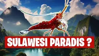 Cette espèce rend fou tous les amateurs de crevettes? - 🦐 Floraquatic