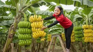 Hanna Harvest Banana: Thousands of Sweet & Giant Yellow Bunches 🍌