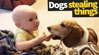 Dogs Stealing Things Compilation | Canine Thieves