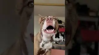 Tuca The Boxsky | Tuca Throws A Tantrum Because She Wants To Play