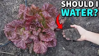 How To Water A Vegetable Garden During Winter