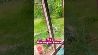 Man Rescues Hummingbird After It Flies Into His House