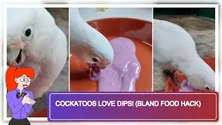 Cockatoos Love Dips! (Bland Food Hack)