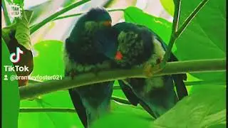 Help save the critically endangered Ultramarine Lorikeet friend's #endangeredspecies