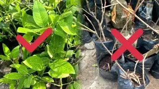 Easy and simple step to safe  your seedlings  plant from  drying up. #horticulture #fruit #seedling.