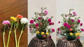 Sáng Tạo Ghép Hoa Mười Giờ Nhiều Màu Trên Một Cây Làm Bonsai Ra Hoa Đẹp Tuyệt Vời
