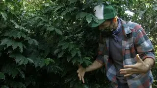 Coffee Is Growing And Thriving In San Diego County