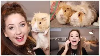 Q&A - My Furry Friends & Christmas | Zoella