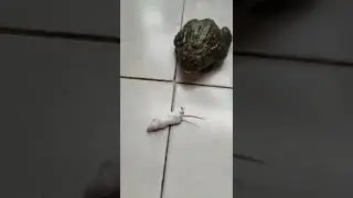 African bullfrog sees white mouse
