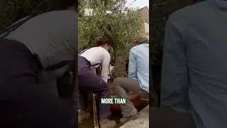 It's a Garden ESSENTIAL! 🌳 #gardening #garden #trees #olive #tree #gardeningtips