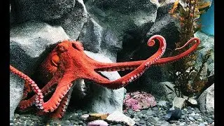 Giant Octopus - Endsless Ocean (Nat Geo)