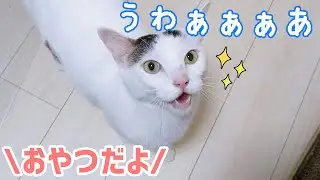 おやつの日になると嬉しくてこうなります！