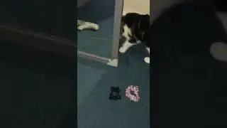 my name is nala i&rsquo;m very cute 🐈#cat #funny #video