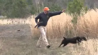 Boykin Spaniel Chukar Hunt