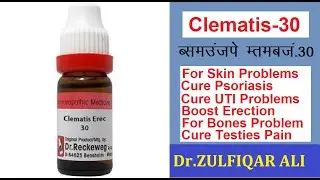 Clematis Erecta  | क्लेमाटिस इरेक्टा | Actions | Doses | Explained in Urdu/Hindi