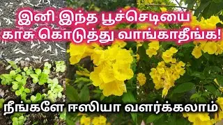 Tecoma plant growing from seeds(மஞ்சள் அரளி ||Krishna home garden