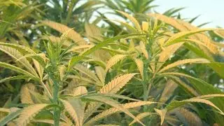 Major investment firm puts money into marijuana