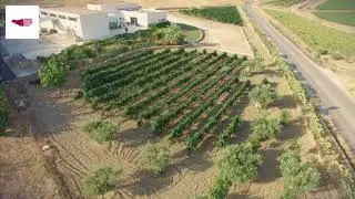 Cantine Barbera Menfi in Sicilia