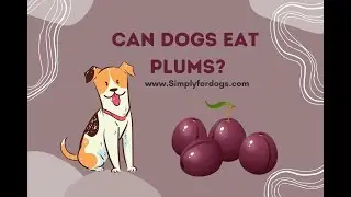 Can Dogs Eat Plums