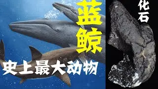 史上最大的动物到底多大？蓝鲸体长体重与须鲸听觉的那些事