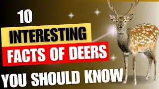 10 facts about deer| Fun facts about Deer🦌
