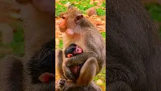 Congratulation !!!! Jane and Her newborn in this morning! #monkey #janemonkey