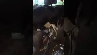 Automatic cow milking machine| Efficient and easy to use | #shorts #dairyfarm #vinayakfarm #ytshorts