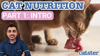 Homemade Cat Food vs. Store-bought Cat Food
