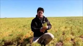Agrivisions Matt Bissett With Pulse Crop Topping and Desiccation Timing